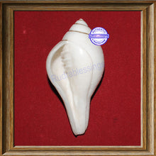 Load image into Gallery viewer, Valampuri Shankh - 85.50 gms
