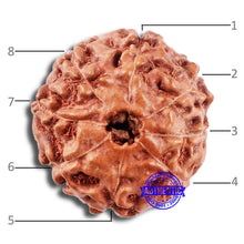 Load image into Gallery viewer, 8 Mukhi Rudraksha from Indonesia - Bead No. 11