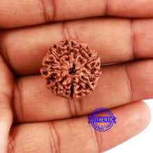 Load image into Gallery viewer, 8 Mukhi Rudraksha from Indonesia - Bead No. 12
