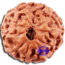 Load image into Gallery viewer, 8 Mukhi Rudraksha from Indonesia - Bead No. 13