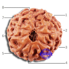 Load image into Gallery viewer, 8 Mukhi Rudraksha from Indonesia - Bead No. 13