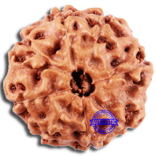 Load image into Gallery viewer, 8 Mukhi Rudraksha from Indonesia - Bead No. 14
