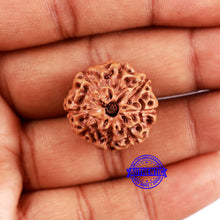Load image into Gallery viewer, 8 Mukhi Rudraksha from Indonesia - Bead No. 14