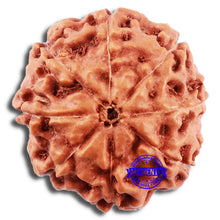 Load image into Gallery viewer, 8 Mukhi Rudraksha from Indonesia - Bead No. 16
