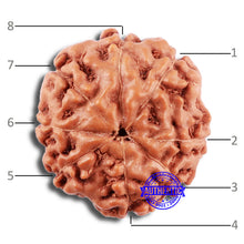 Load image into Gallery viewer, 8 Mukhi Rudraksha from Indonesia - Bead No. 18