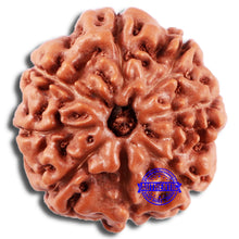 Load image into Gallery viewer, 8 Mukhi Rudraksha from Indonesia - Bead No. 18