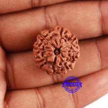 Load image into Gallery viewer, 8 Mukhi Rudraksha from Indonesia - Bead No. 18