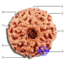 Load image into Gallery viewer, 8 Mukhi Rudraksha from Indonesia - Bead No. 19