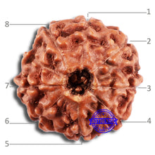 Load image into Gallery viewer, 8 Mukhi Rudraksha from Indonesia - Bead No. 1