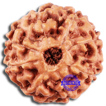 Load image into Gallery viewer, 8 Mukhi Rudraksha from Indonesia - Bead No. 208