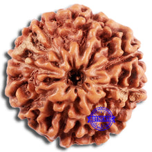 Load image into Gallery viewer, 8 Mukhi Rudraksha from Indonesia - Bead No. 208