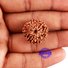Load image into Gallery viewer, 8 Mukhi Rudraksha from Indonesia - Bead No. 208