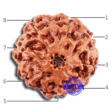 Load image into Gallery viewer, 8 Mukhi Rudraksha from Indonesia - Bead No. 209