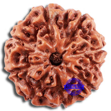 Load image into Gallery viewer, 8 Mukhi Rudraksha from Indonesia - Bead No. 209
