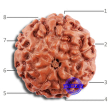 Load image into Gallery viewer, 8 Mukhi Rudraksha from Indonesia - Bead No. 20
