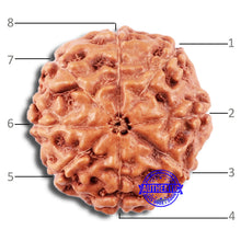 Load image into Gallery viewer, 8 Mukhi Rudraksha from Indonesia - Bead No. 211