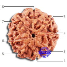 Load image into Gallery viewer, 8 Mukhi Rudraksha from Indonesia - Bead No. 212