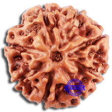 Load image into Gallery viewer, 8 Mukhi Rudraksha from Indonesia - Bead No. 212