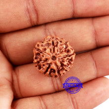 Load image into Gallery viewer, 8 Mukhi Rudraksha from Indonesia - Bead No. 212