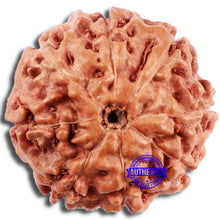 Load image into Gallery viewer, 8 Mukhi Rudraksha from Indonesia - Bead No. 214