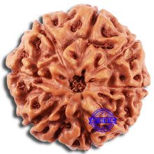 Load image into Gallery viewer, 8 Mukhi Rudraksha from Indonesia - Bead No. 215