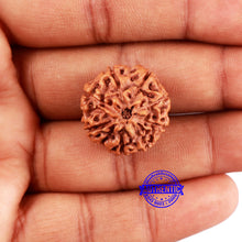 Load image into Gallery viewer, 8 Mukhi Rudraksha from Indonesia - Bead No. 215