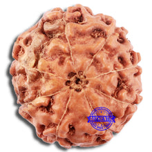 Load image into Gallery viewer, 8 Mukhi Rudraksha from Indonesia - Bead No. 217