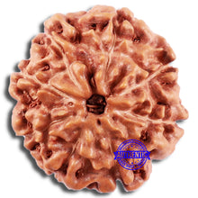 Load image into Gallery viewer, 8 Mukhi Rudraksha from Indonesia - Bead No. 218