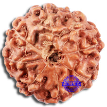 Load image into Gallery viewer, 8 Mukhi Rudraksha from Indonesia - Bead No. 219