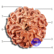 Load image into Gallery viewer, 8 Mukhi Rudraksha from Indonesia - Bead No. 219