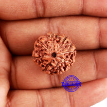 Load image into Gallery viewer, 8 Mukhi Rudraksha from Indonesia - Bead No. 219