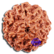 Load image into Gallery viewer, 8 Mukhi Rudraksha from Indonesia - Bead No. 21