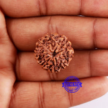 Load image into Gallery viewer, 8 Mukhi Rudraksha from Indonesia - Bead No. 21