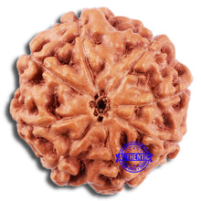 Load image into Gallery viewer, 8 Mukhi Rudraksha from Indonesia - Bead No. 223
