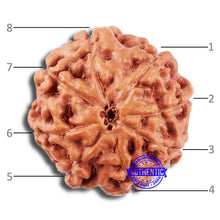 Load image into Gallery viewer, 8 Mukhi Rudraksha from Indonesia - Bead No. 223