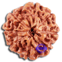 Load image into Gallery viewer, 8 Mukhi Rudraksha from Indonesia - Bead No. 223