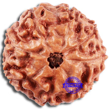 Load image into Gallery viewer, 8 Mukhi Rudraksha from Indonesia - Bead No. 224