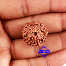 Load image into Gallery viewer, 8 Mukhi Rudraksha from Indonesia - Bead No. 224