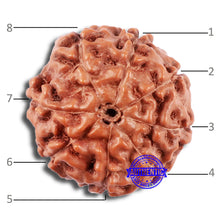 Load image into Gallery viewer, 8 Mukhi Rudraksha from Indonesia - Bead No. 225