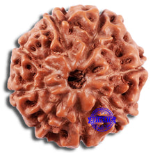 Load image into Gallery viewer, 8 Mukhi Rudraksha from Indonesia - Bead No. 225