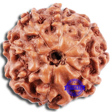 Load image into Gallery viewer, 8 Mukhi Rudraksha from Indonesia - Bead No. 226