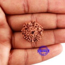 Load image into Gallery viewer, 8 Mukhi Rudraksha from Indonesia - Bead No. 226