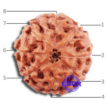 Load image into Gallery viewer, 8 Mukhi Rudraksha from Indonesia - Bead No. 227