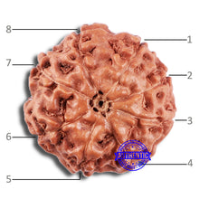 Load image into Gallery viewer, 8 Mukhi Rudraksha from Indonesia - Bead No. 228
