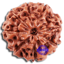 Load image into Gallery viewer, 8 Mukhi Rudraksha from Indonesia - Bead No. 228