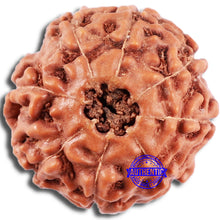 Load image into Gallery viewer, 8 Mukhi Rudraksha from Indonesia - Bead No. 229
