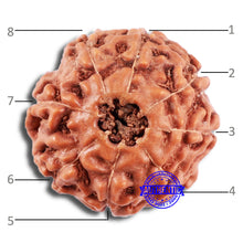 Load image into Gallery viewer, 8 Mukhi Rudraksha from Indonesia - Bead No. 229