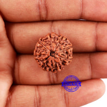 Load image into Gallery viewer, 8 Mukhi Rudraksha from Indonesia - Bead No. 229