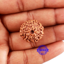 Load image into Gallery viewer, 8 Mukhi Rudraksha from Indonesia - Bead No. 22