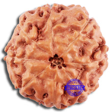 Load image into Gallery viewer, 8 Mukhi Rudraksha from Indonesia - Bead No. 230
